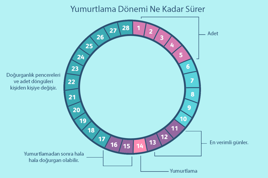 yumurtlama hesaplama