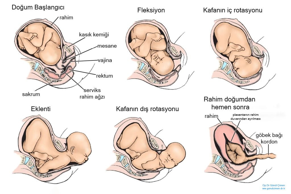 normal doğum ve doğum aşamaları