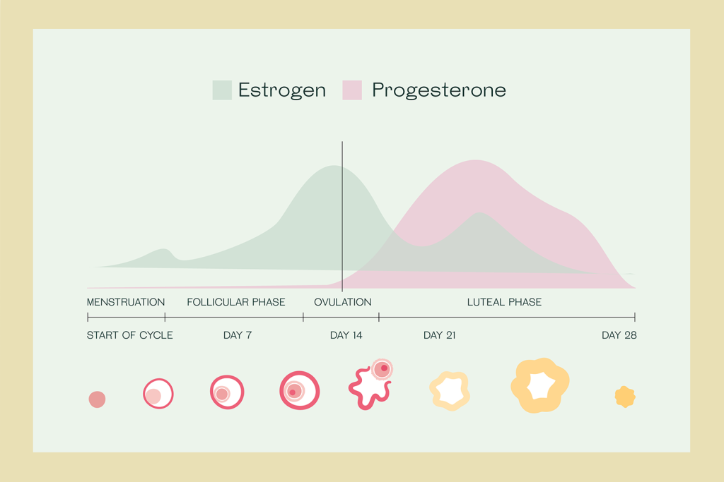 progesteron hormonu